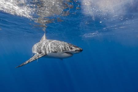 白鲨,水下,5K