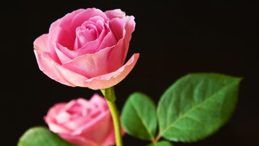 最好的粉红玫瑰