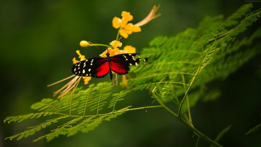 美丽的蝴蝶,红色的翅膀,绿色的背景,野生的性质,黄色的花朵,昆虫（水平）