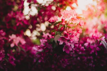 粉红色的花,开花,植物区系,4 k