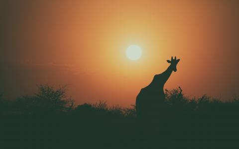 长颈鹿剪影日落4K