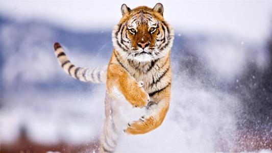 老虎,可爱的动物,雪,冬天,8K（水平）