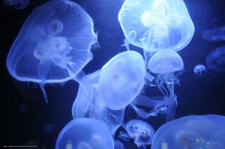 神秘水母穿梭在海洋深处