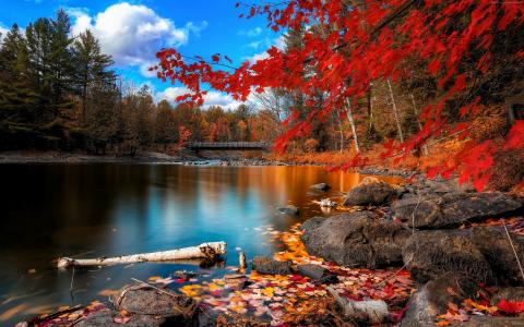 秋季森林,4k,高清壁纸,树叶,树,湖,岩石,海滩,桥,天空,云（水平）