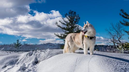 狗,哈士奇,可爱的动物,雪,冬天,5K（水平）
