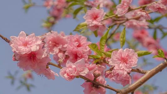春季桃花朵朵开