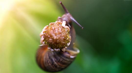 蜗牛,吃花,绿色背景,性质（水平）