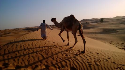骆驼在沙漠中,阿拉伯商队,阿拉伯之夜村,诺基亚Lumia测试,阿布扎比旅游（横向）