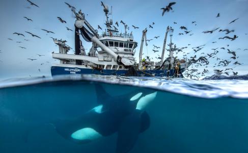 2016野生动物摄影入围,鲸鱼,船,鸟,挪威,海洋,水下（水平）