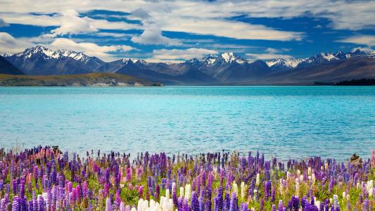 特卡波湖,新西兰,山,花卉,4k(水平)