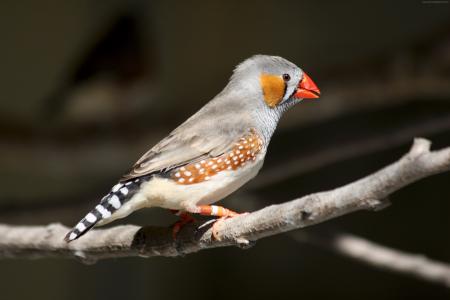 Taeniopygia guttata,澳大利亚,灰色鹦鹉鸟,黄色的脸,橙色的脸颊修补程序,鸟,自然,旅游（水平）