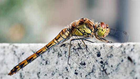 蜻蜓,宏观昆虫摄影,翅膀,性质,昆虫（水平）