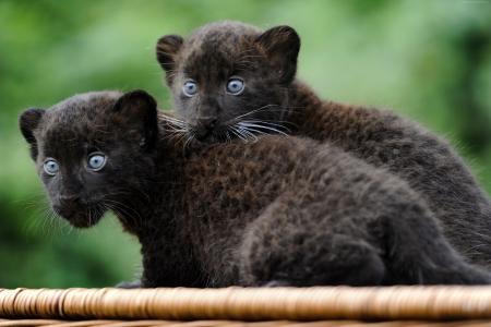 豹,小熊,猫,小猫,黑猫,毛皮,蓝色的眼睛,性质（水平）