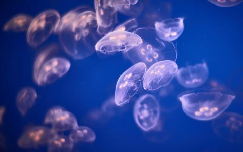 水下的jellyfishes 4K 5K