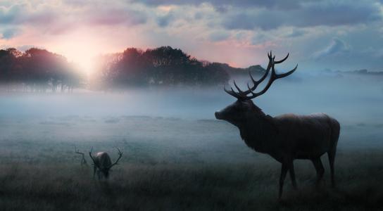 鹿,森林,早晨,日出,起雾,冬天,高清