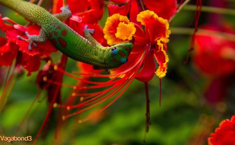 蜥蜴希洛,夏威夷,蜥蜴,绿色,鲜花,红色,自然,动物,爬行动物（水平）