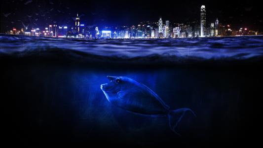 香港,水下,鱼,城市景观,4K