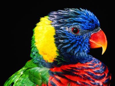 彩虹澳洲鹦鹉鸟