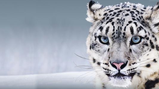 雪豹,中国,蓝眼睛,雪（横向）