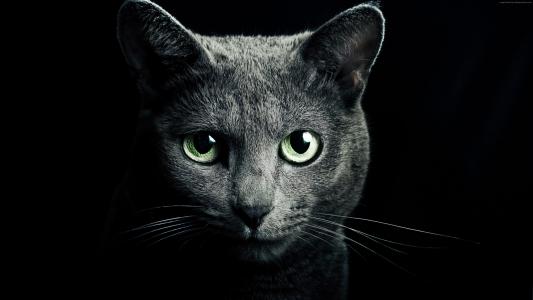 小猫,小猫,猫,眼睛,可爱,黑色（水平）