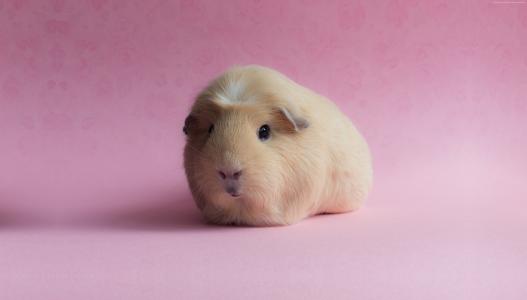 豚鼠,粉红色（水平）