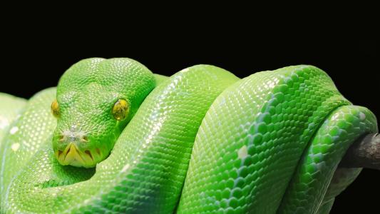 绿树蟒蛇,蛇,黑暗的背景,高清