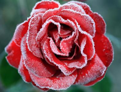 冻玫瑰,红玫瑰,4K