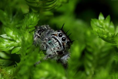 跳蜘蛛,眼睛,昆虫,叶子,绿色,性质,可爱（水平）