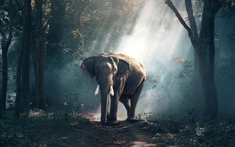 森林大象4K