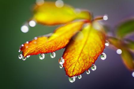 秋天的落叶,雨滴,高清,4 k