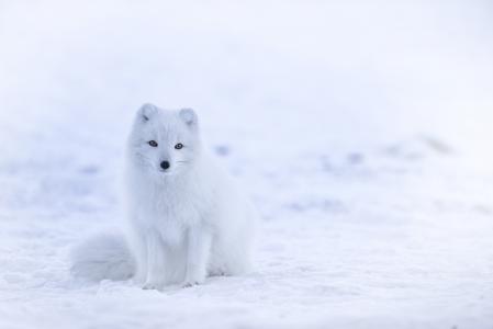 北极狐,可爱的动物,冬天,雪,白,8k（水平）