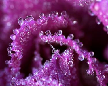 紫罗兰色的花