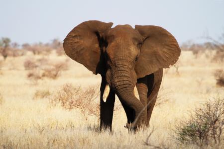 大象,克鲁格国家公园,非洲,野生动物（水平）