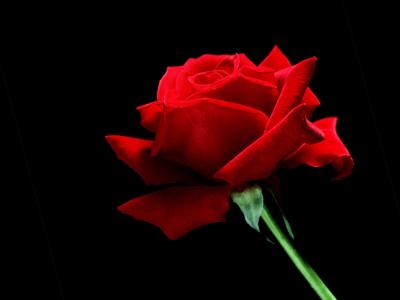 一朵唯一红色玫瑰