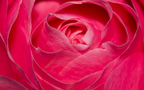 粉红色的玫瑰,玫瑰花,粉红色,特写,高清