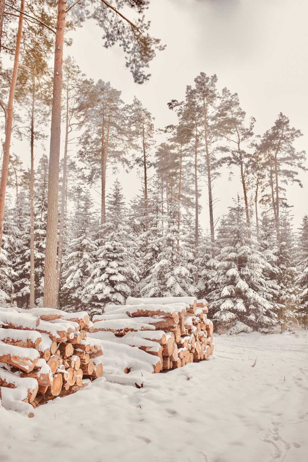 被雪覆盖的木头堆图片