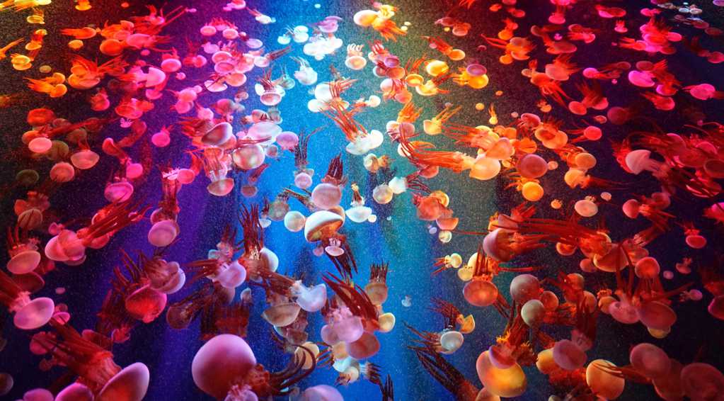 海底的彩色水母图片