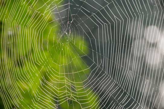 蜘蛛网微距图片