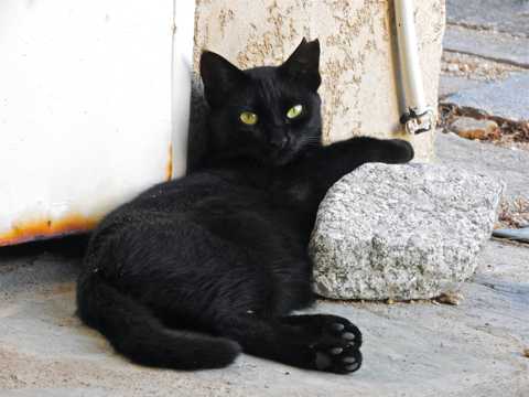 黑色萌宠猫图片