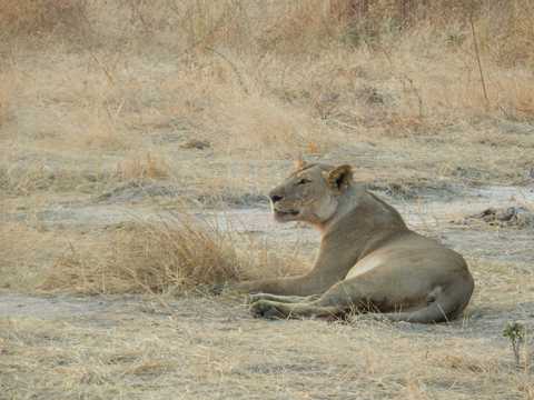 非洲草原上的狮子