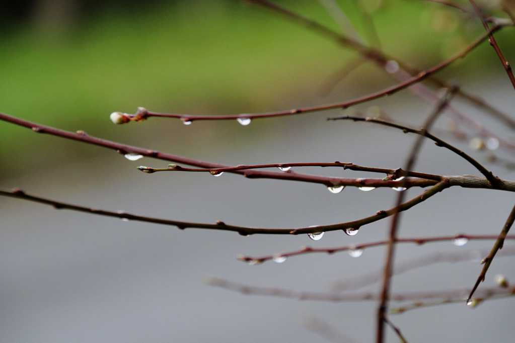 春日树枝水滴图片素材