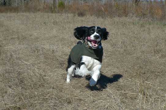 奔跑的史宾格犬图片