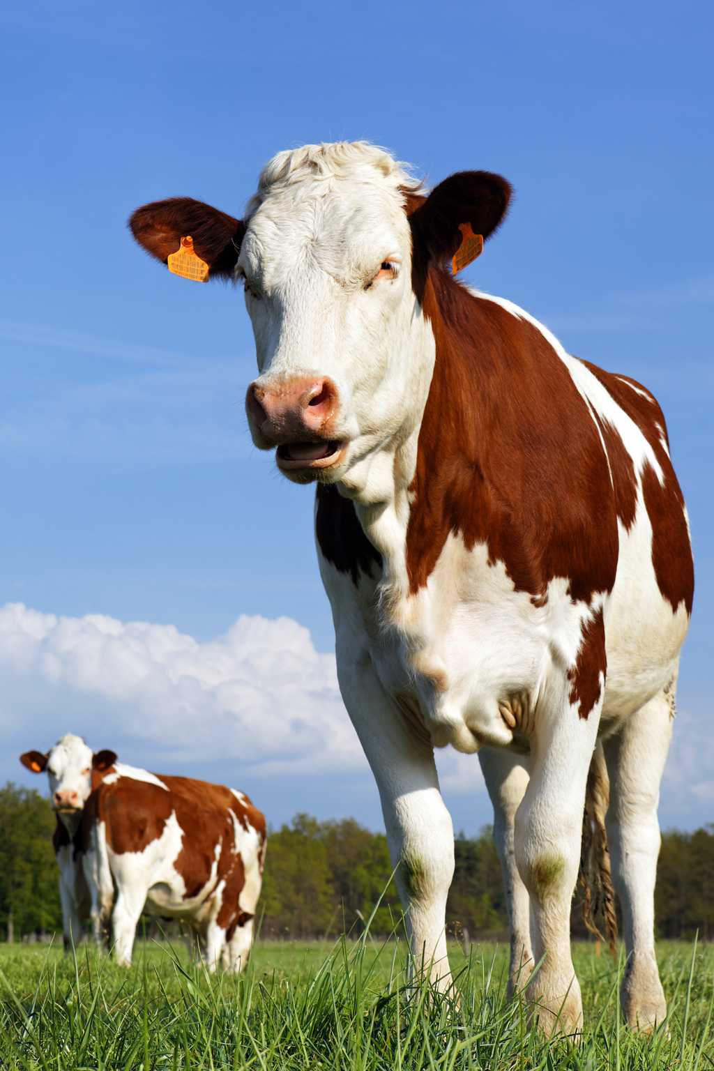 高清草坪奶牛图片