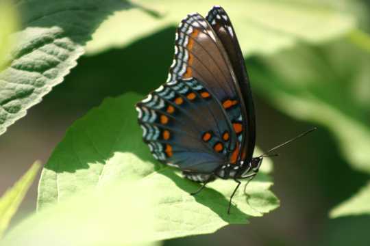 美丽的条纹斑点蝴蝶
