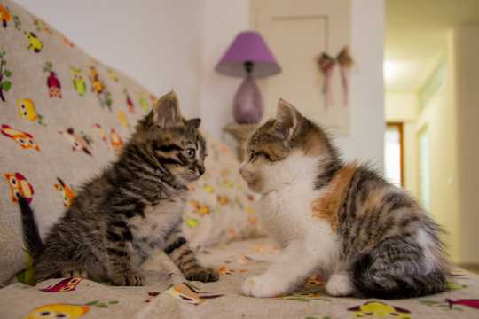 沙发上的两只可爱猫咪