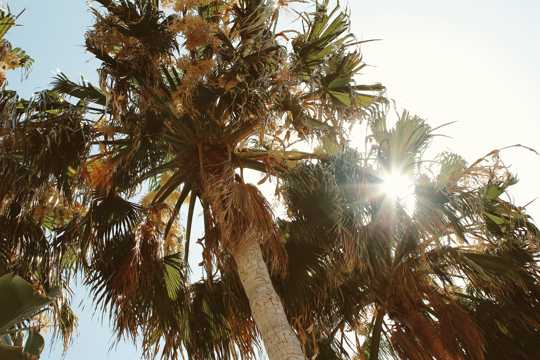 阳光下的椰子树