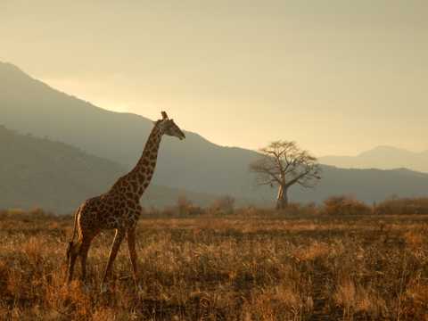 温柔文雅的长颈鹿图片