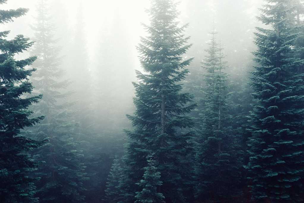迷雾树林高清图片