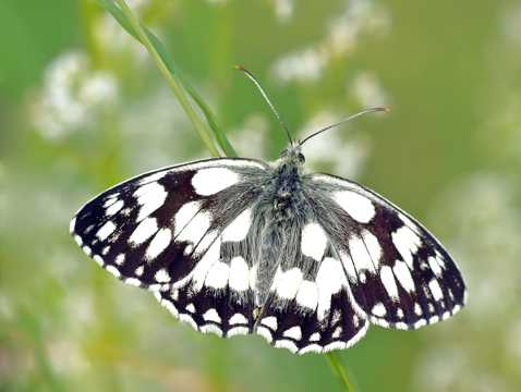 美丽的黑白斑点蝴蝶