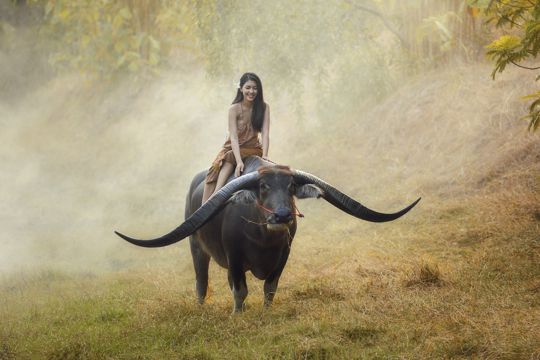 骑在牛背上的女人图片